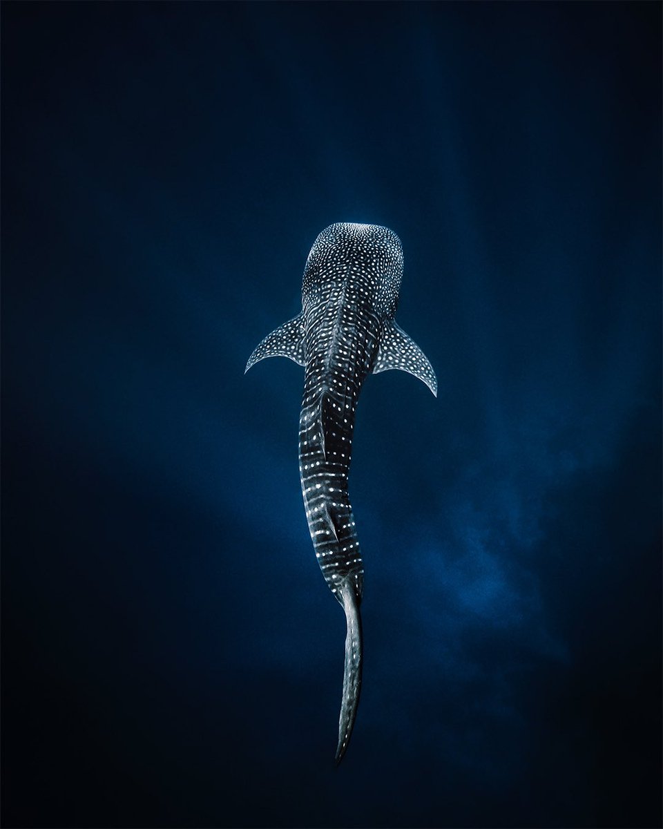World Whale Shark Day 🦈

A day to celebrate the biggest fish in the oceans, these enigmatic elasmobranchs are true gentle giants.

It is always a special feeling when you see those iconic spots appear from the deep. #whaleshark #wildlifephotography