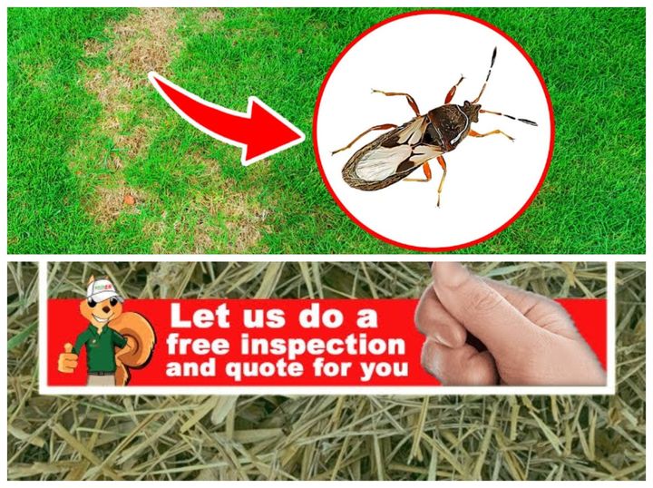 FillMershon's tweet image. green-erlawns.com/#/
Does your lawn need pest control? Our licensed specialist will treat all the surrounding areas of your home to prevent any pest from going inside your house.  #GreenerLawns #PestControl
