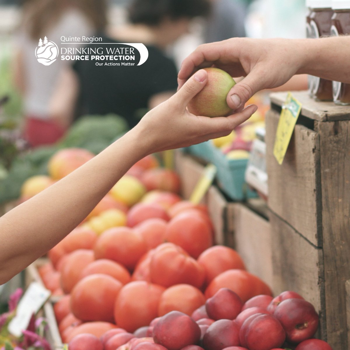 quinteca's tweet photo. Ontario’s agriculture sector provides us with a bounty of fruits and veggies and are our partners in keeping our drinking water sources safe – that's a win-win! https://t.co/d99jkjd8b5
#QuinteConservation #SourceWaterON #ConservationOntario #WaterWednesdays https://t.co/IbbPnfu25d