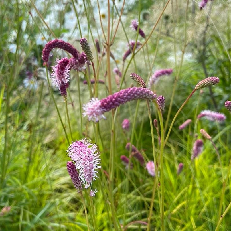 Stunning images from Cambo Gardens by 📸@rbailey3 Visit LANDSCAPE & listen in on Rachel Bailey's CPD session as part of the SGD Theatre! She will be looking at 'How Designing in Biodiversity can Decrease the Carbon Footprint of a Garden'. Register to attend!@LCGardenDesign