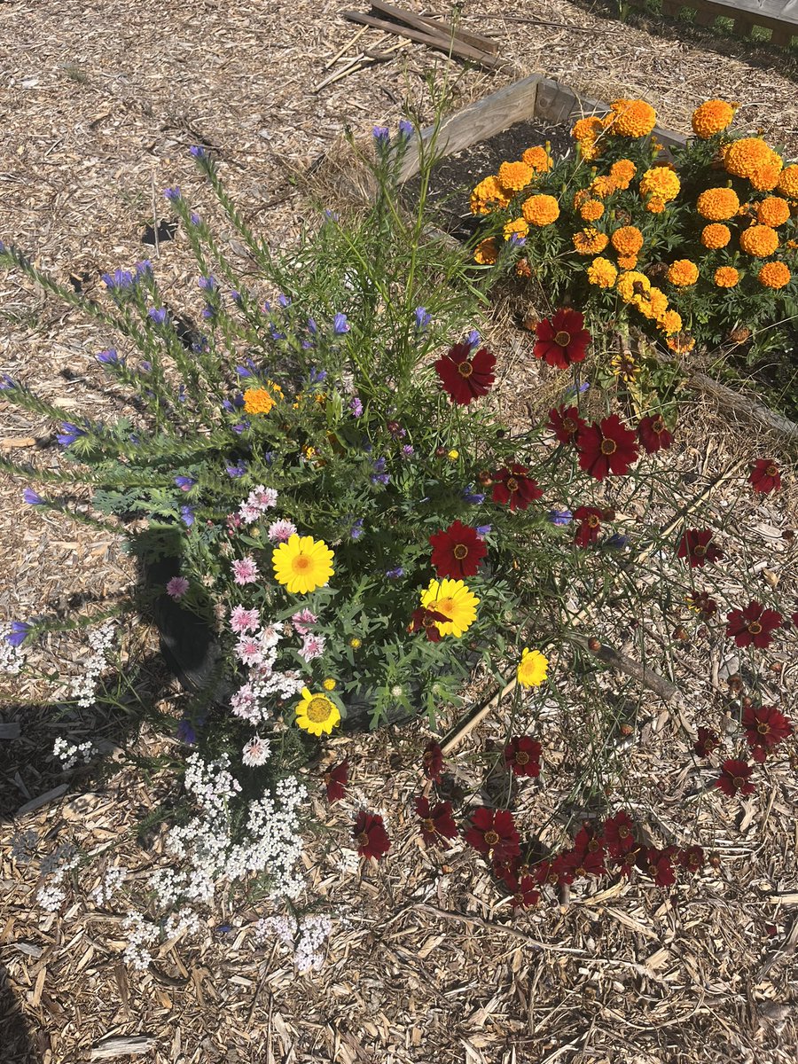 End of summer at the eco garden. A great harvest of tomatoes, many, many more still growing abundance of wildflowers and pollinators. #ecoschools #ecogarden #gardening