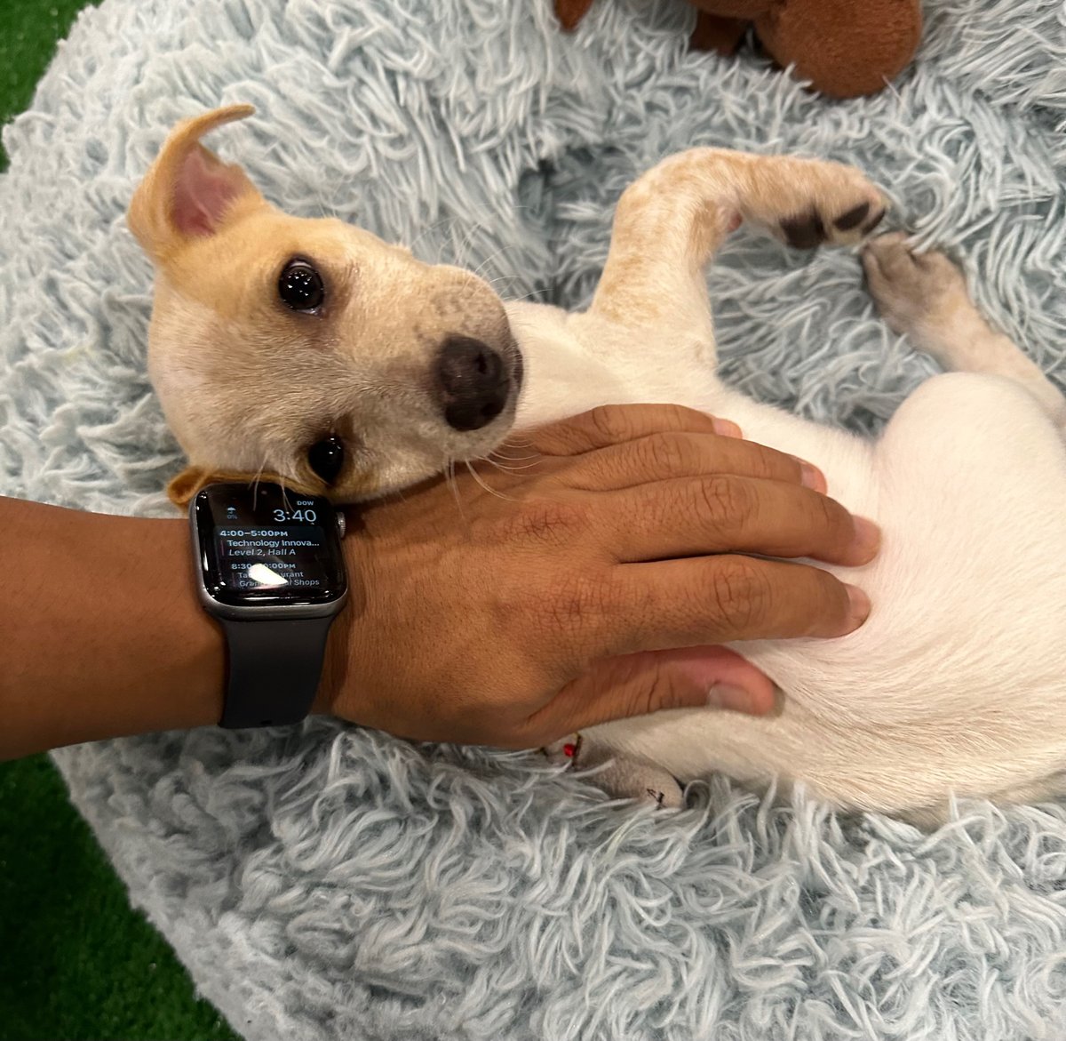 NextLevelSDDC's tweet image. How about the puppies that stole the show at the #VMwareExplore Expo though?! 
I’ve said it before and I will say it again…you miss 100% of the dogs you don’t pet!

#cloudsmart #cloudchaos #multicloud #hybridcloud #anycloud #nextlevelsddc