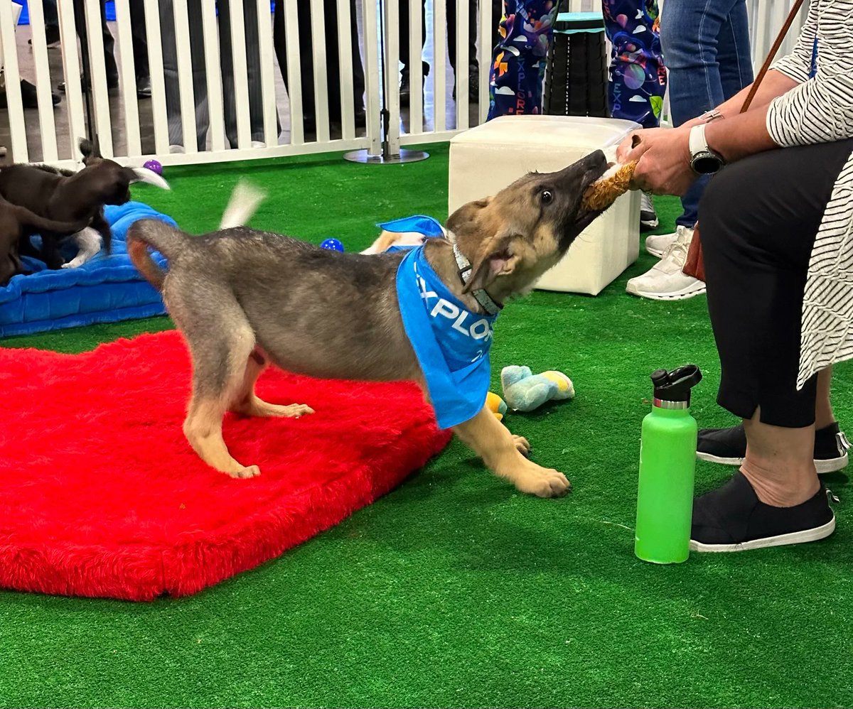 NextLevelSDDC's tweet image. How about the puppies that stole the show at the #VMwareExplore Expo though?! 
I’ve said it before and I will say it again…you miss 100% of the dogs you don’t pet!

#cloudsmart #cloudchaos #multicloud #hybridcloud #anycloud #nextlevelsddc
