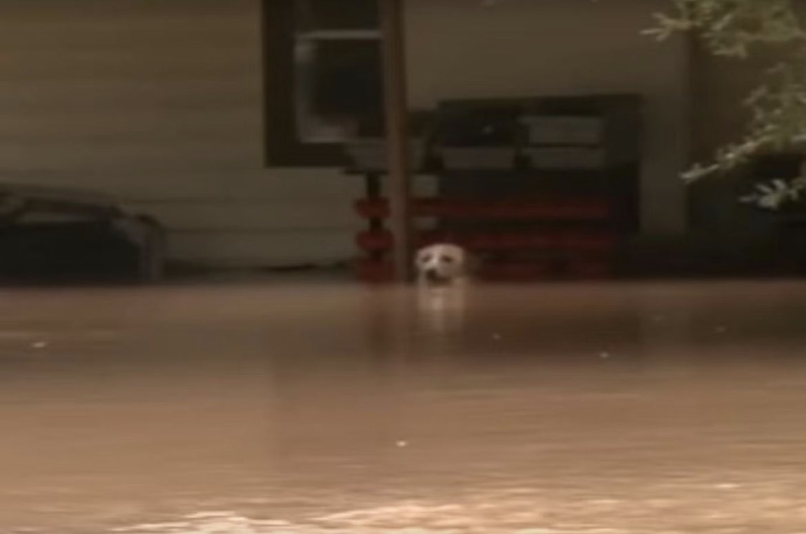 A dog is left outside by his owner in the midst of a Category 4 hurricane, Idalia.

Please save your pets too, just as you would yourself during evacuations.

#Dog #Hurricane #Idalia #HurricaneIdalia #HurricaneHilary #Florida #California #Storm #viralvideo #TOTO

Video credit:…