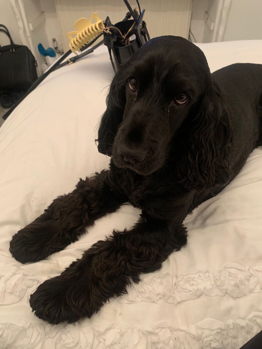 RyanL_1997's tweet photo. A vet friend told me that the best thing that people who have breeds of dog prone to joint issues can do is to start them on supplements early. So we've just started our little one on Antinol. Feeling confident in the product after so many positive reviews! https://t.co/lnIjS0u3hJ