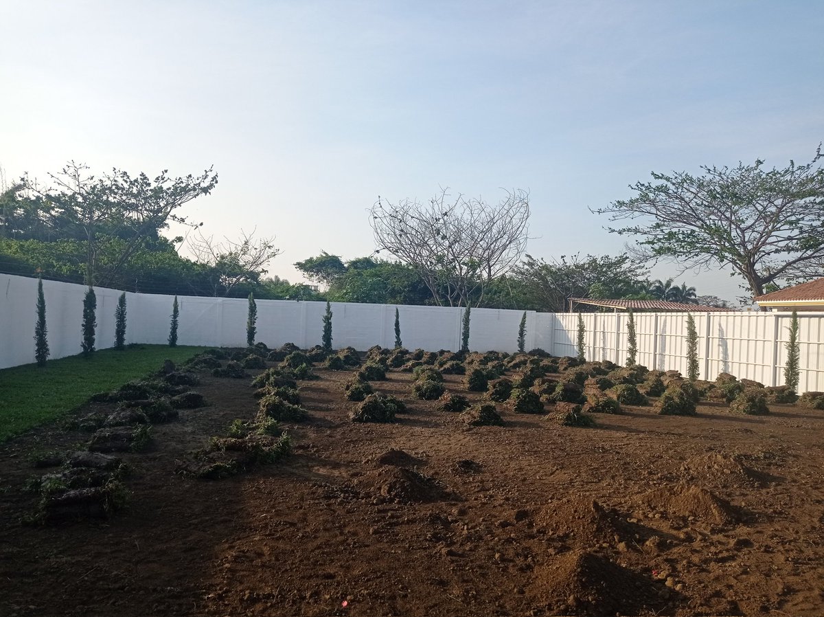 gardenservicese's tweet photo. Instalación de césped y arboles decorativos.
@gardenservicese https://t.co/s87RdGIoNB