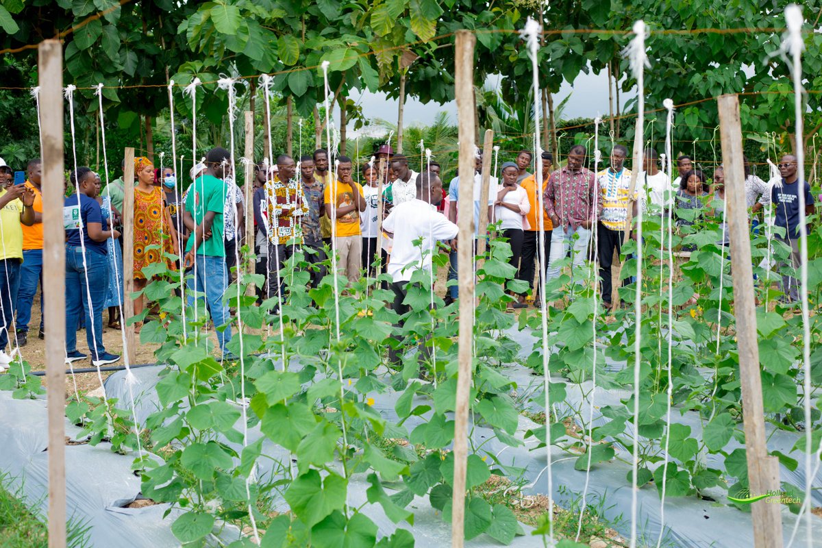 HGTGhana's tweet photo. Vibrant moments from our Akuse farmer field day event.
A day filled with learning, connections, and celebrating the spirit of farming.
Swipe left to relive the highlights.
Thank you for joining us.
#hollandgreentechghana
#akuse #fieldday #highlights https://t.co/uFylFnl2ug