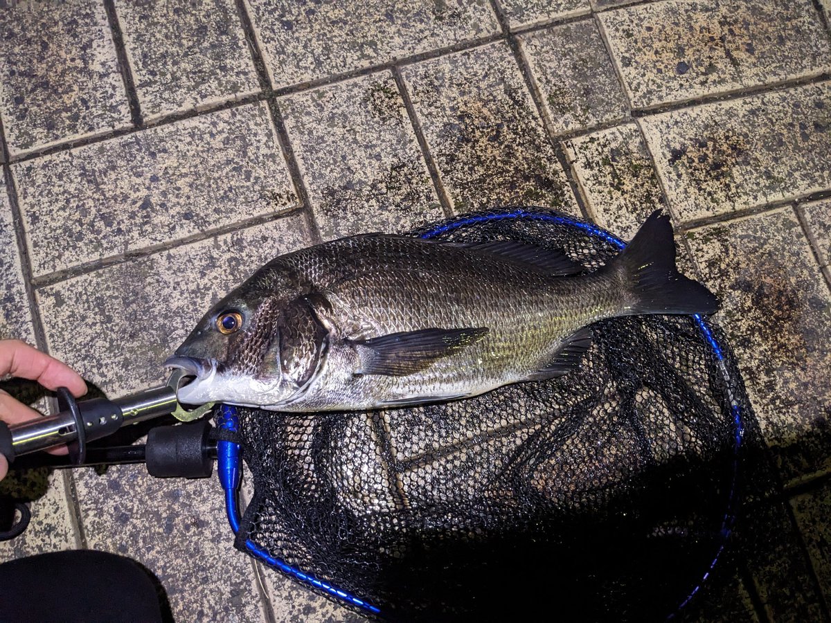 otoiro2's tweet photo. チヌ42cm、リベンジ成功や！
美味しく頂きます〜🍽
#チニング
#洞海湾 https://t.co/VrCH9bTxqV