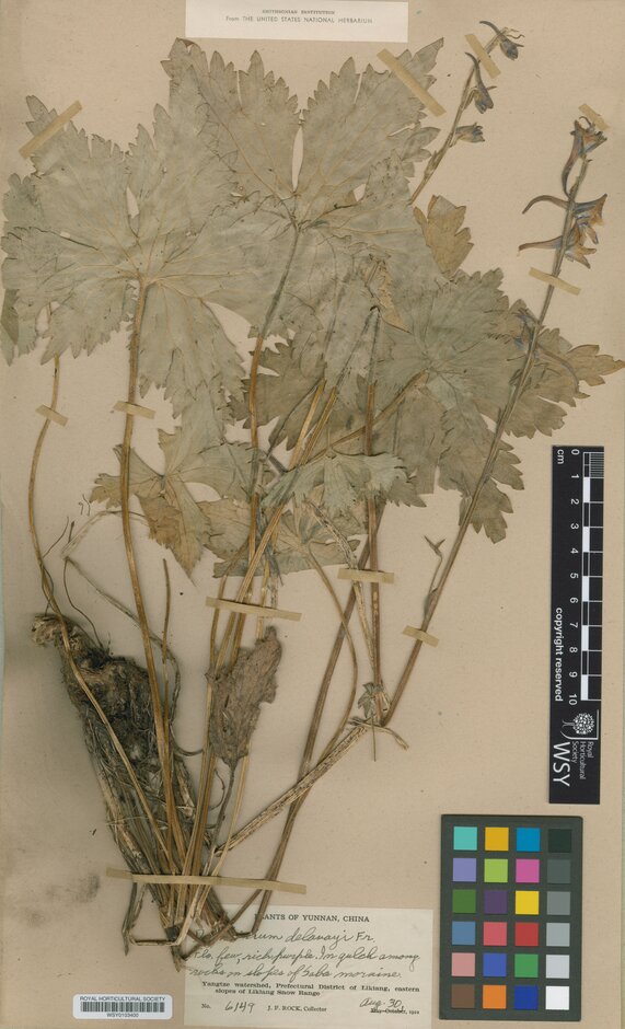 Yvette Harvey (@wsyherbarium) on Twitter photo Amazing to think that 101 years have passed since this specimen was collected.  Seen in much better detail here: collections.rhs.org.uk/view/10815/del… Amazing to think that 101 years have passed since this specimen was collected.  Seen in much better detail here: collections.rhs.org.uk/view/10815/del…