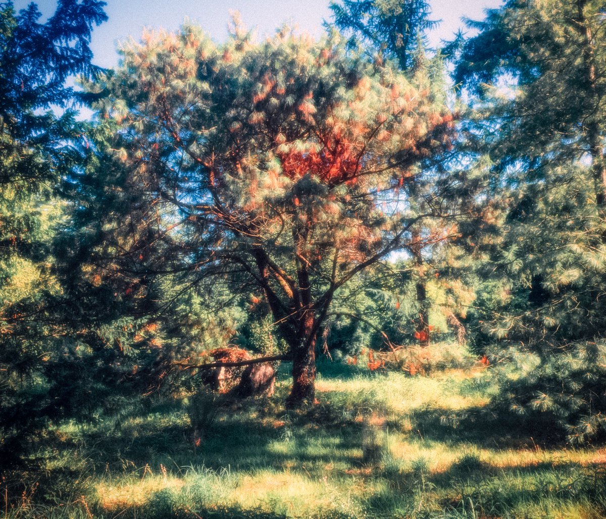 artofseanmurphy's tweet image. Garden of Eden