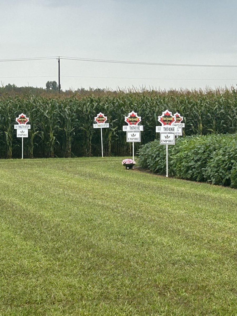 WendyMajor10's tweet photo. Semences Empire has a great looking Thunder seed corn and soybean plot at the Expo-Champs 2023 at Saint-Liboire Quebec … it’s a rainy day but lots of great info on the products !! Look at the plants and you will see #graincorn #soybeans #silagecorn https://t.co/SMl2jua0aP