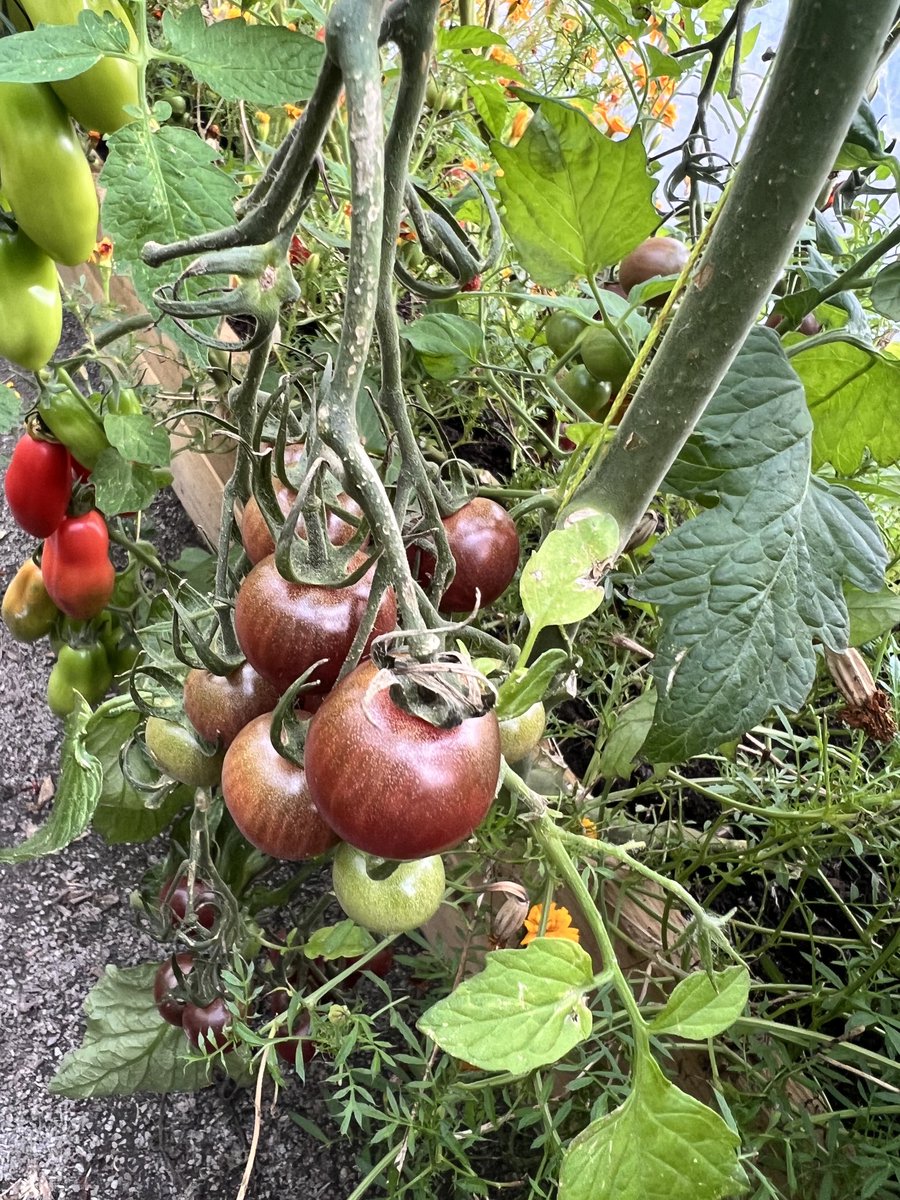 paulamjennings's tweet photo. I never until today knew a white aubergine was a thing! 😂 Such diversity in growing at #NavigationHouse . Delighted on what the team have achieved and grateful to have the opportunity for @steppingni https://t.co/yF7tVNspiP