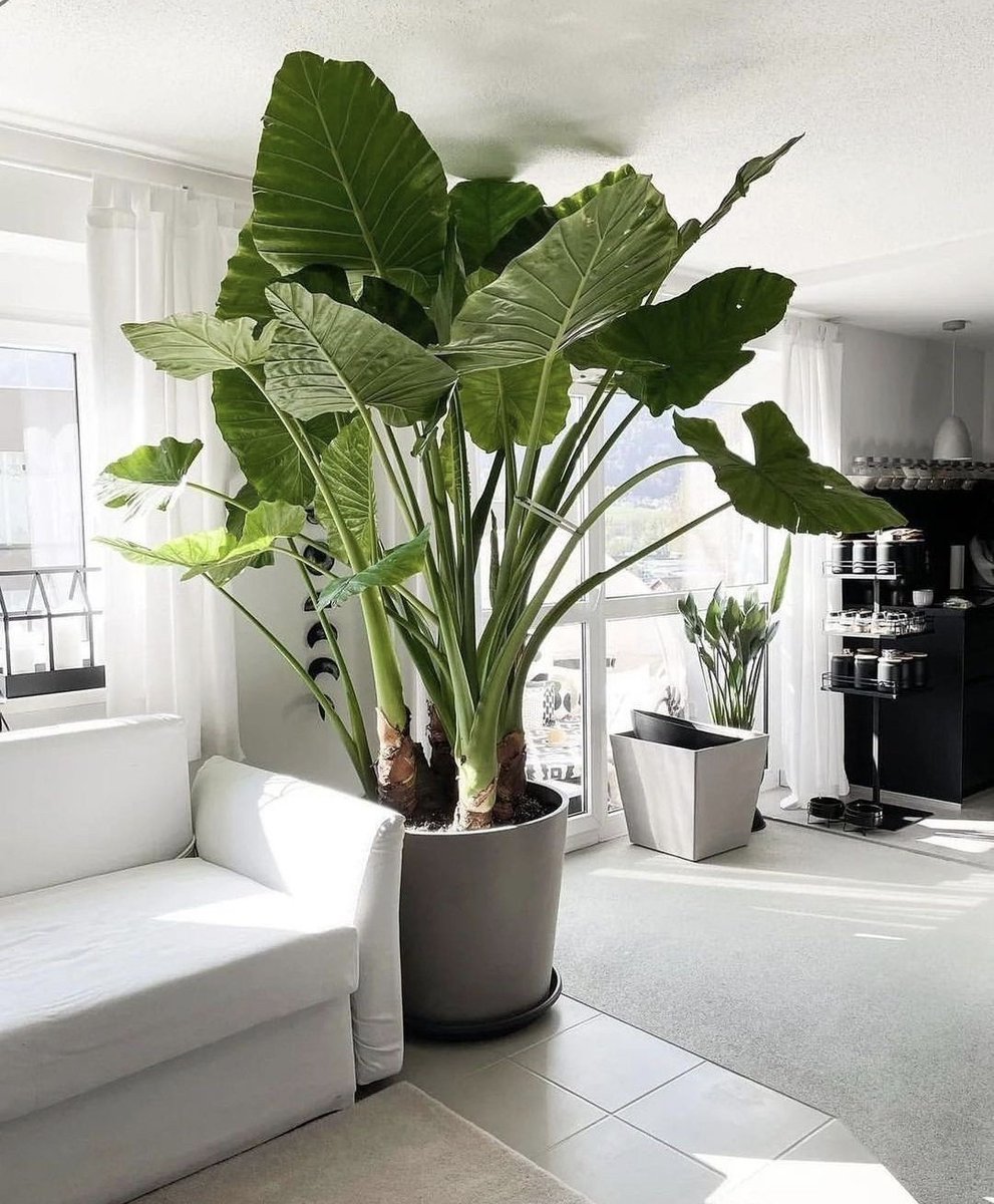 HobbyistPlant's tweet photo. I love a giant houseplant 🌿 https://t.co/tbmwFItF9T