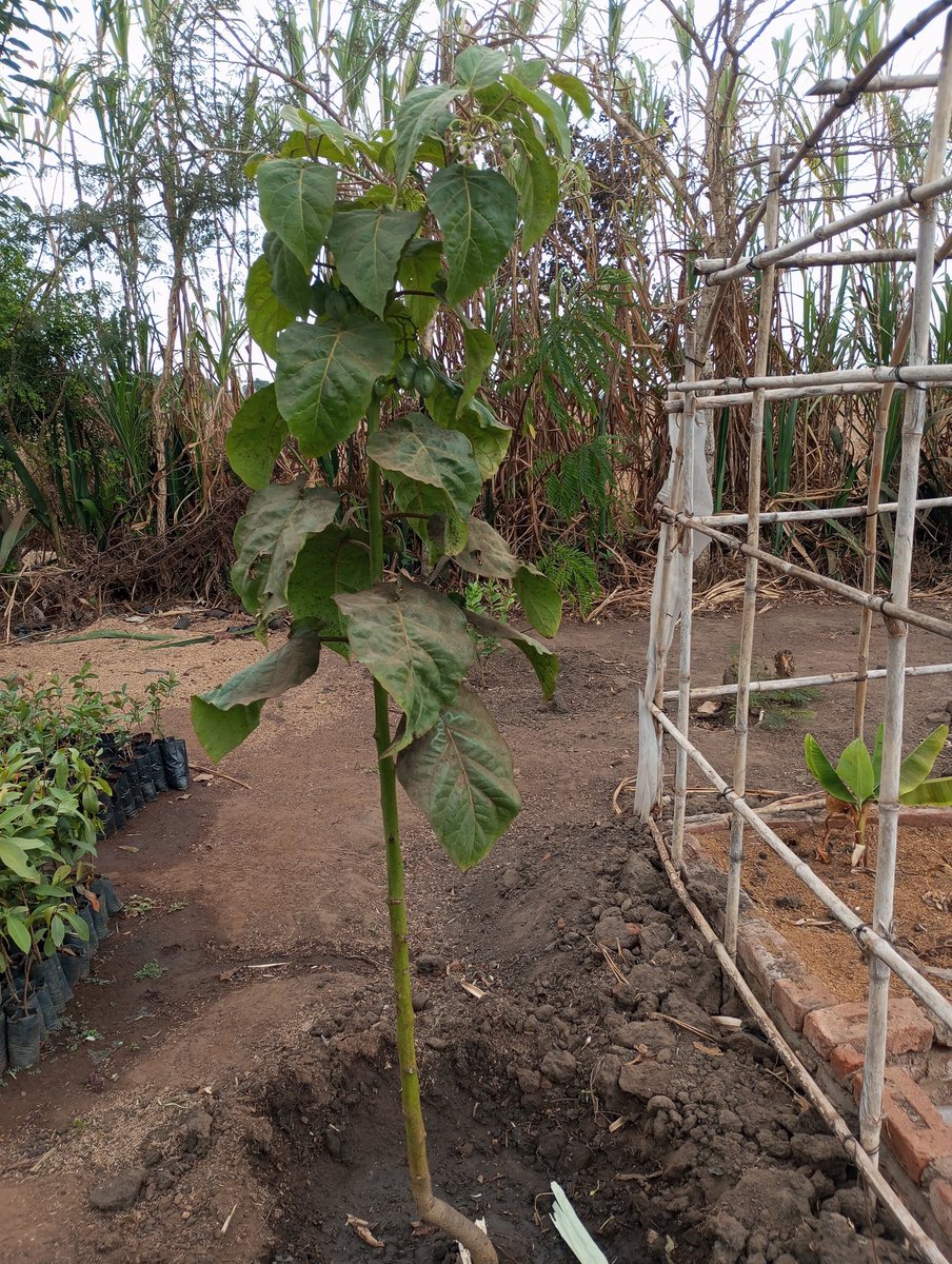Tree tomato seedlings readily available at @FarmsPikho K1,500 per Seedling. Fruiting within one year. WhatsApp us on +265888160201 or calls +265 993 71 16 33 to place your orders. #Pikhofarms