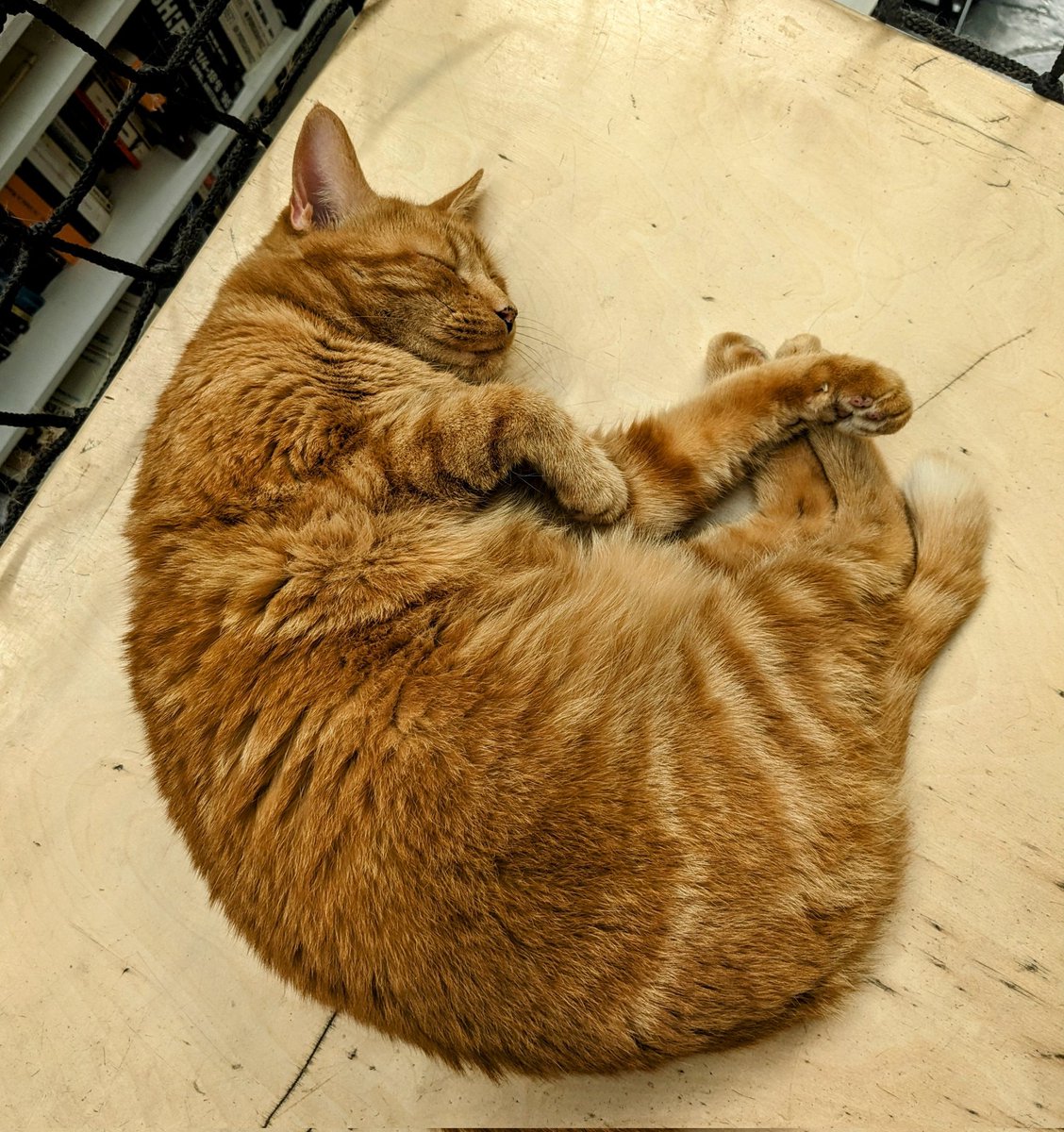 When the hall monitor wants a nap but still needs to prevent unauthorised access to the stairwell #CatsOfTwitter