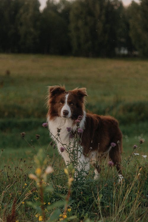 modernaesthetlc's tweet photo. Border Collie Standing in a Meadow

#dog #dogs #bordercollie #animal #animallover #animalphotography #flower #flowers #flowerphotography #nature #naturelovers #naturelover #NaturePhotography #pets #photography https://t.co/NpAnlNpVKg