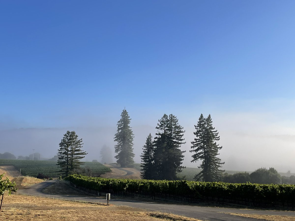 Anderson Valley fog at its finest! This season keeps being cool and will pick our first Pinot noir on the Estate this Wednesday 8/31. A more usual schedule based on historical records.
Sugar creeps slowly up, acid remains high. Crisp fruit, yum! #roedererestate #andersonvalley