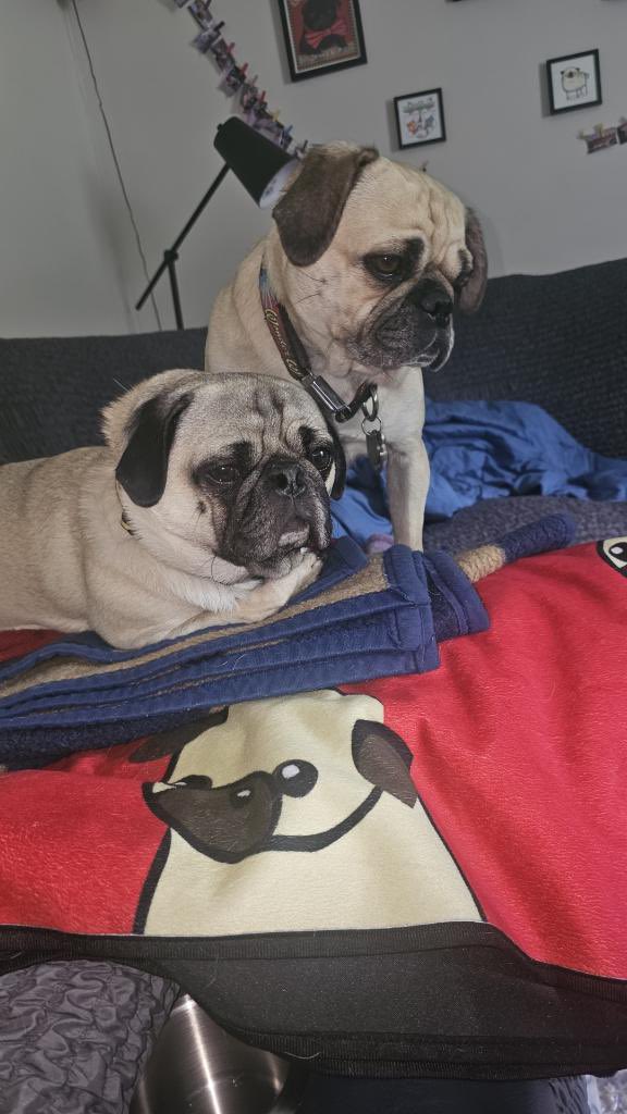 TychoPug's tweet photo. 🐾❤️

#TychoPug #SophiaPuggle #centralohiopugclub #Puglife #pug #pugsoftwitter #dog  #dogsoftwitter https://t.co/qYyOH6Uqq2