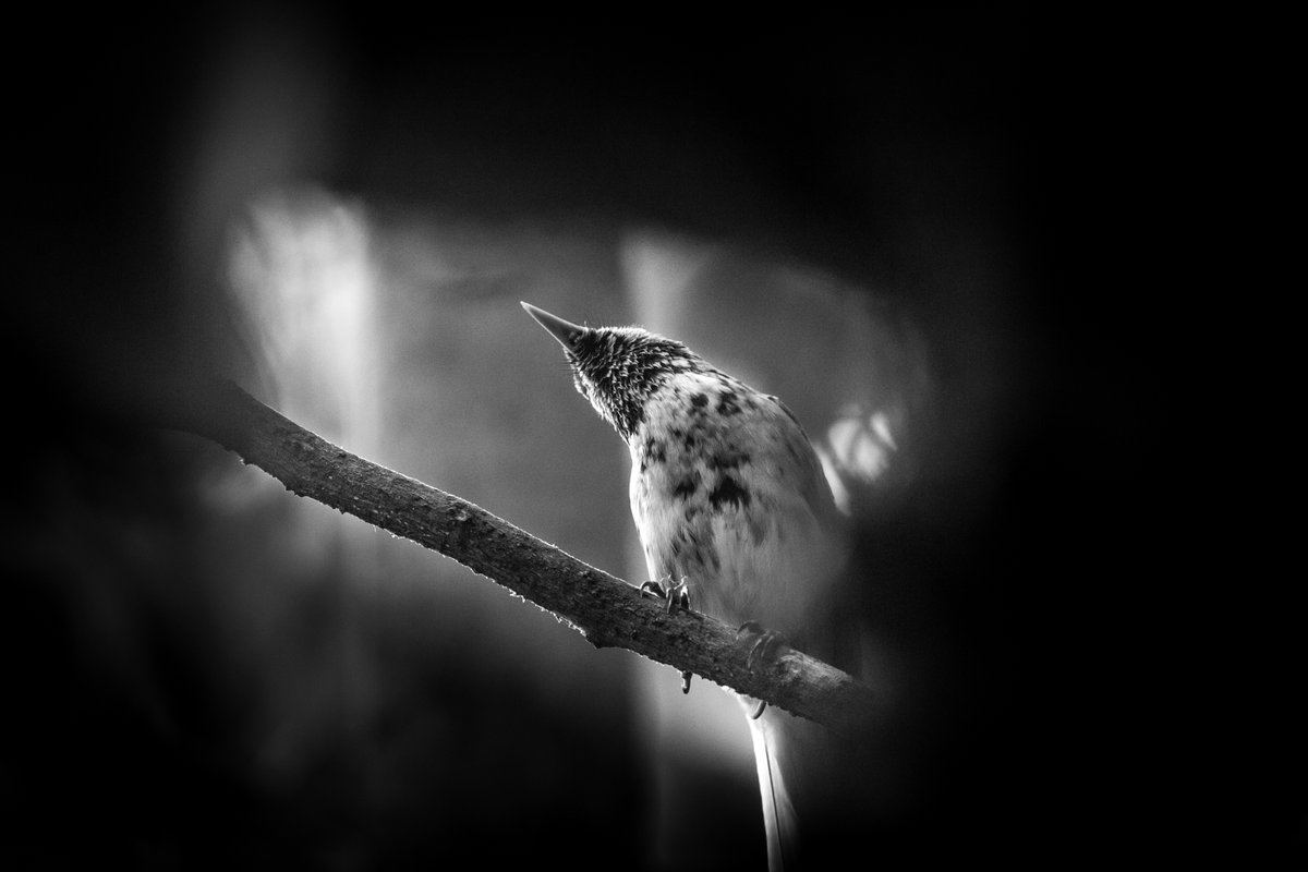 NatGeoMagArab's tweet photo. @SpeciesFund بدأ الانخفاض الحاد في أعداد "فاتو هيفا مونارك" بعد إدخال الفئران السوداء إلى الجزيرة في الثمانينيات، فأصبحت نوعًا غازيًا يتغذى على بيوض الطيور، كما ساهمت القطط الضالة أيضًا بتغذيها على الفراخ حديثة الفقس، وأخيرًا إصابتها بملاريا الطيور في الآونة الأخيرة
@SpeciesFund
#mbzfund https://t.co/dStXcAC7nt
