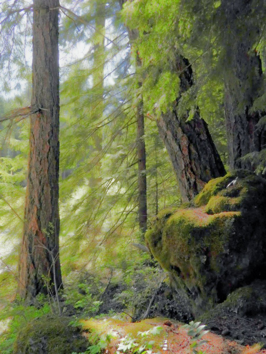 More2Exploring's tweet photo. Share your travel photos
Where have you been this year so far...
This was a trip to Oregon to see the beautiful trees and gorges

It's not too late to start
#travel
#photographylovers https://t.co/JWtLvirF4N