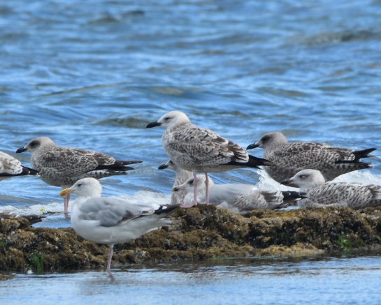 OutwestDreamin's tweet photo. Great time looking for one of the Redcar Caspian gull's this morning, shame about the pics though https://t.co/uy37BvtWDD