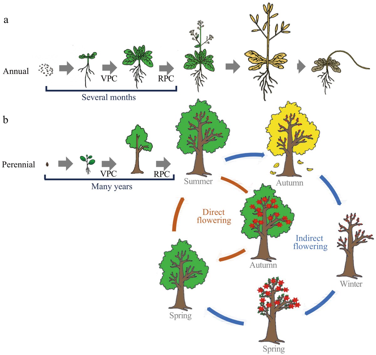 ForestryRes's tweet photo. Understanding flower initiation in perennials is complex and less documented. This review explores recent progress in perennial tree flowering regulation and its implications on growth habits and phenology. #FloweringRegulation #PerennialTrees Details:https://t.co/h1hTpXfi1T https://t.co/dzZIxXu8n1