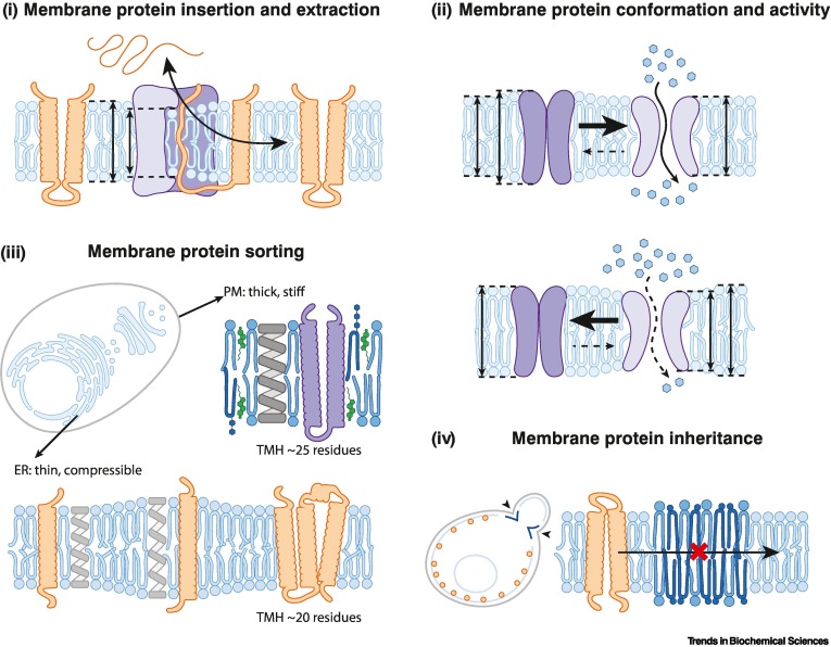 Trends in Biochemical Sciences (@trendsbiochem) on Twitter photo Online now - the Review "Membrane homeostasis beyond fluidity: control of #membranecompressibility" from <a href="/MikeRenne/">Mike Renne</a> and Robert Ernst <a href="/Saar_Uni/">Universität Saarland</a>.
#MembraneFluidity #MembraneThickness #HomeoviscousAdaptation #unfoldedproteinresponse
Read it here 👉 authors.elsevier.com/sd/article/S09… Online now - the Review "Membrane homeostasis beyond fluidity: control of #membranecompressibility" from <a href="/MikeRenne/">Mike Renne</a> and Robert Ernst <a href="/Saar_Uni/">Universität Saarland</a>.
#MembraneFluidity #MembraneThickness #HomeoviscousAdaptation #unfoldedproteinresponse
Read it here 👉 authors.elsevier.com/sd/article/S09…