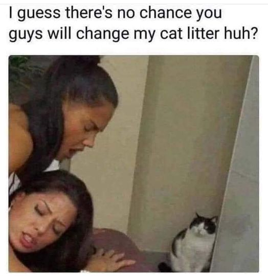 Ever had a pet stare at you while you're gettin' it on? https://t.co/rnUrNtt0Pw