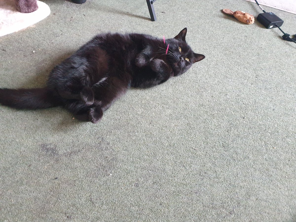 Oreo, being cute, just now.