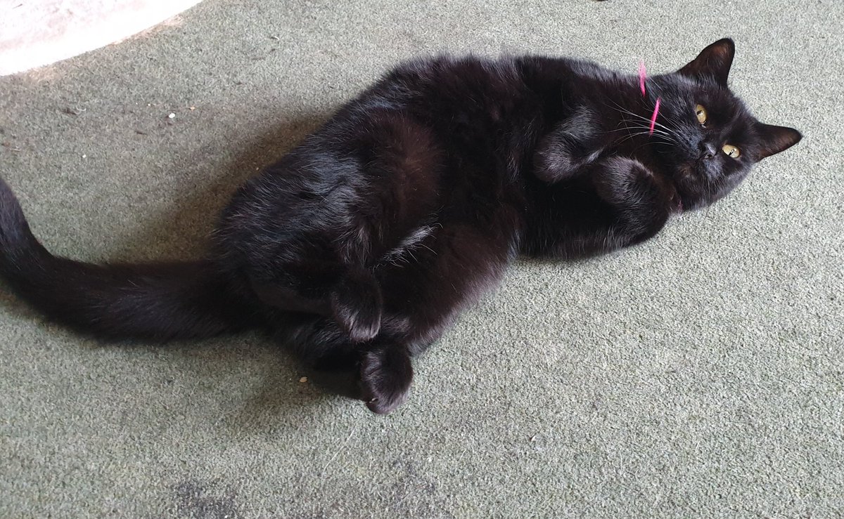 Edited so a bit better. Oreo Speedwagon The Wondercat is being cute. She must want tuna.