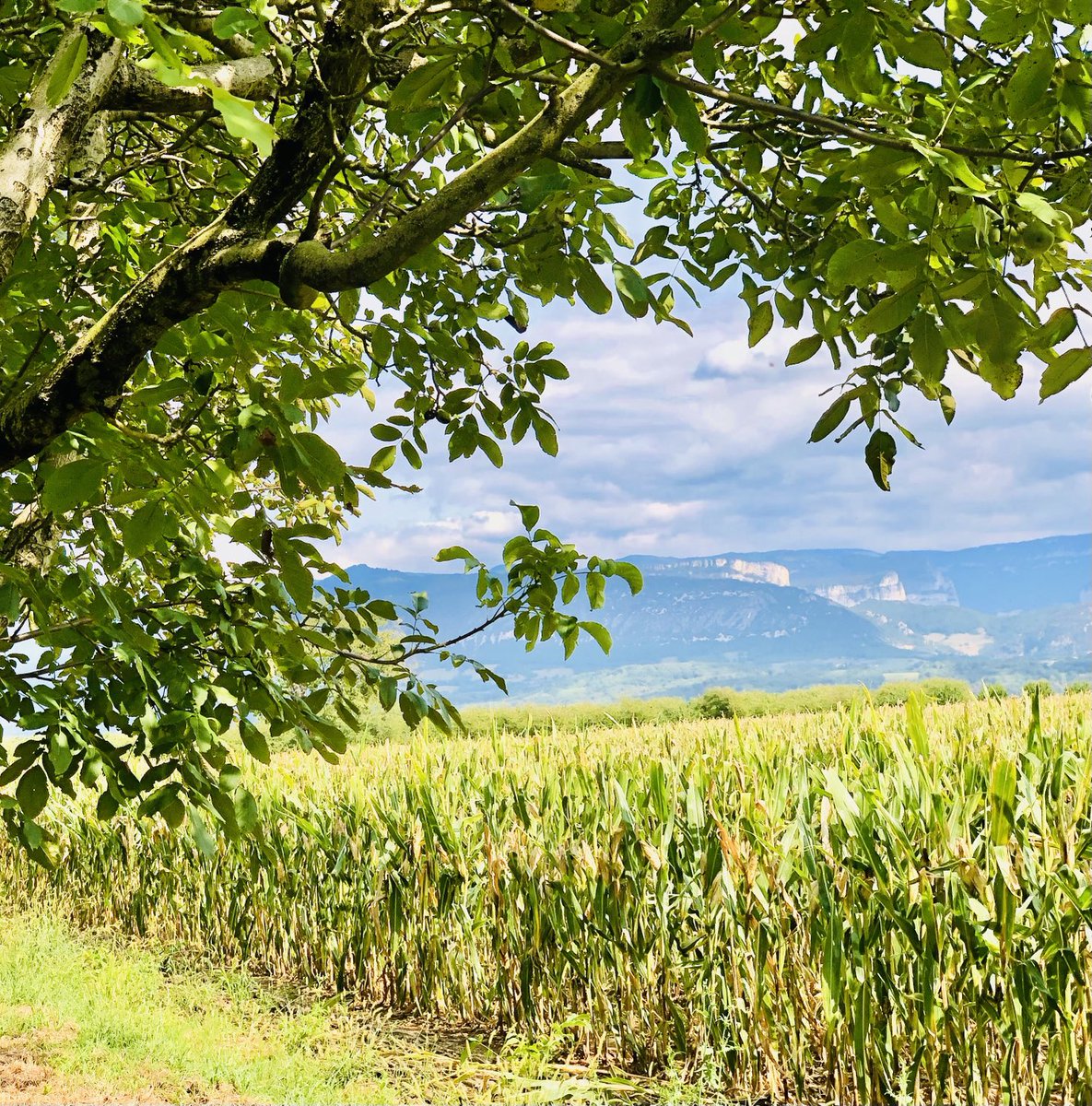 Florent Trouillas tweet media