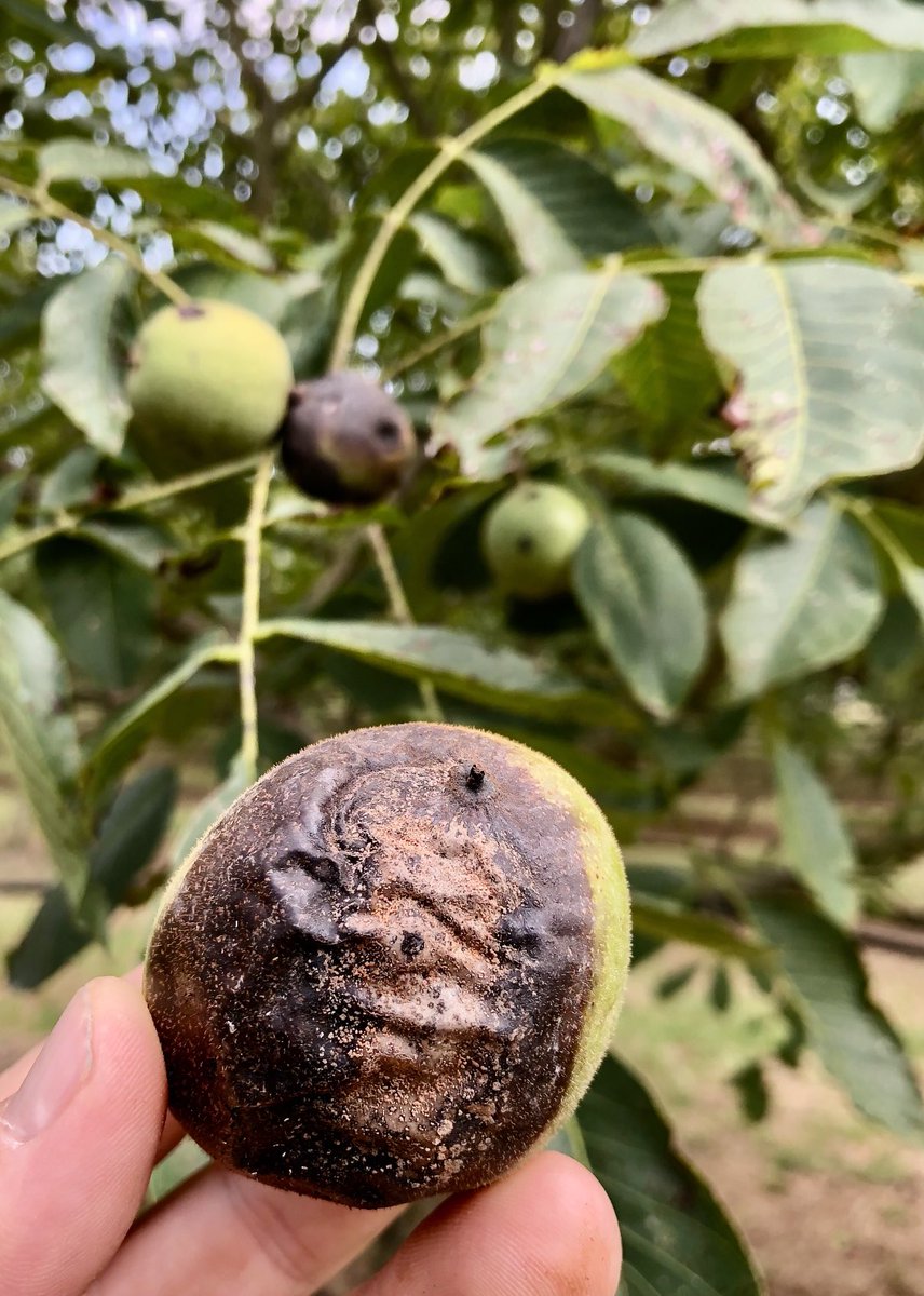 High incidence of Colletotrichum Anthracnose observed today on #walnut Lara cultivar in Grenoble region with colleagues from SENuRA.