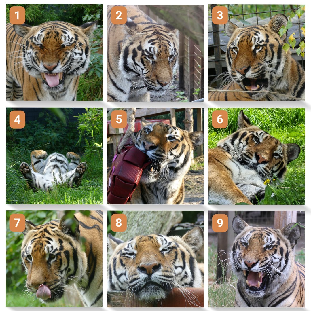 Which #Tiger Tsezar are you today? He was brought to FELIDA Big Cat Sanctuary in 2021, but was previously used for extensive breeding and then was left to die, abandoned at a club in Ukraine. We are so grateful he now lives a much happier, healthier life at our sanctuary!