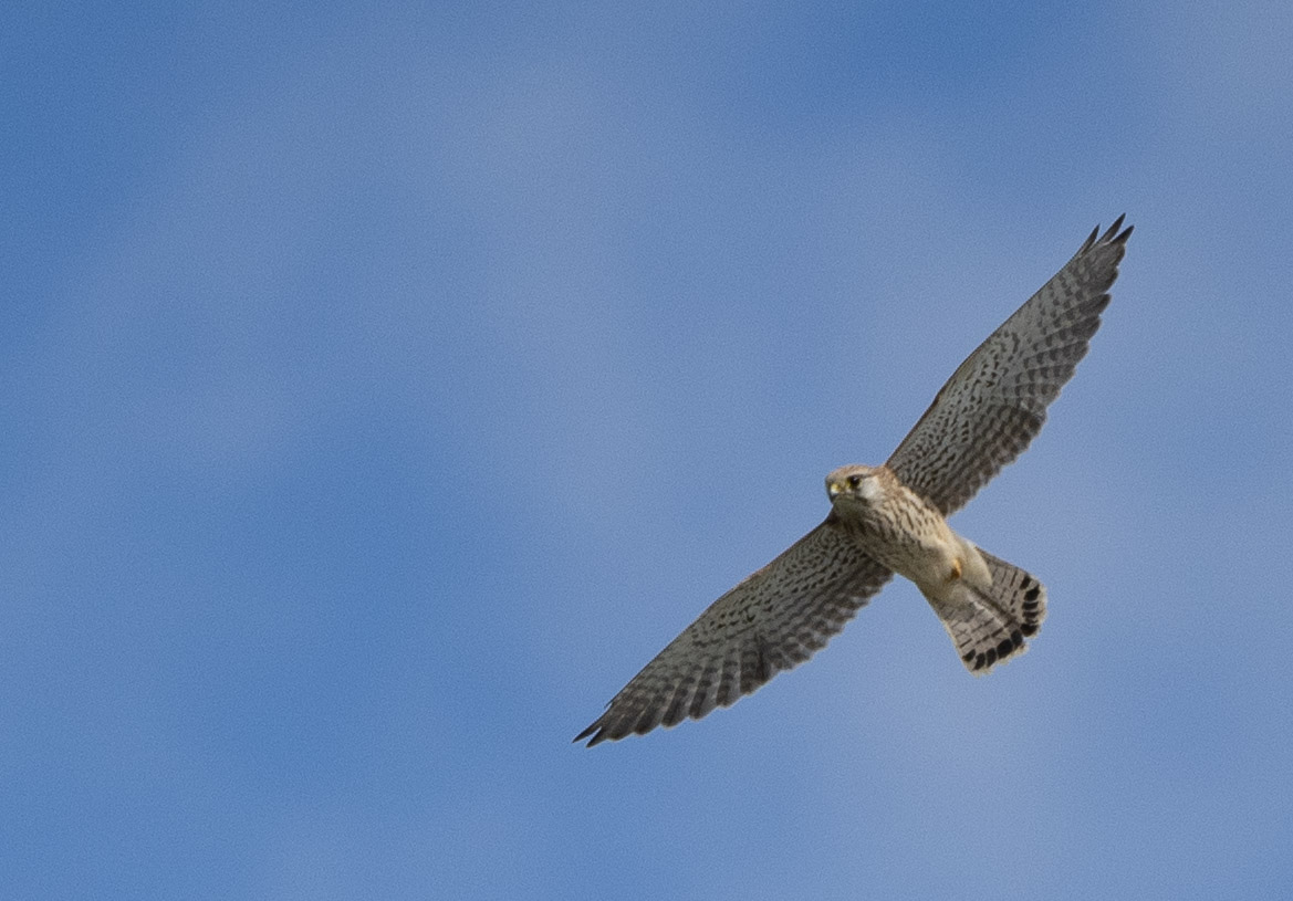 cyclebirdman's tweet image. Cole Green Fields WGC,This morning @Tarmacltd @Hertsbirds @HMWTBadger @Natures_Voice