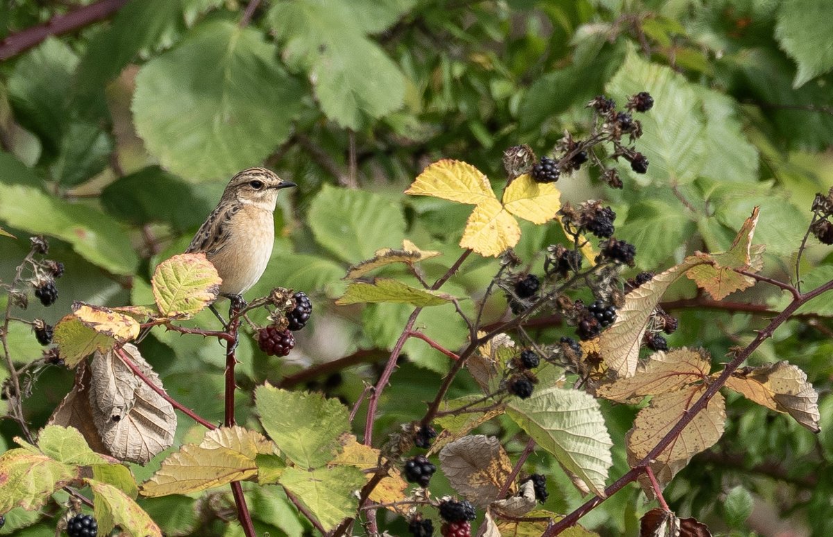 cyclebirdman's tweet image. Cole Green Fields WGC,This morning @Tarmacltd @Hertsbirds @HMWTBadger @Natures_Voice