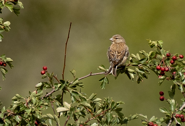 cyclebirdman's tweet image. Cole Green Fields WGC,This morning @Tarmacltd @Hertsbirds @HMWTBadger @Natures_Voice
