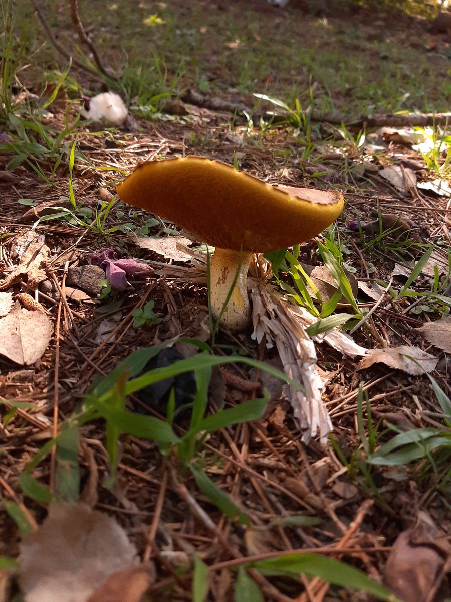 ayudinengel's tweet photo. @Fungi_Cosas holaa, suelo ver estos en las raices de un pino de mi barrio. creeria que es Suillus granulatus, pero no confio mucho en mi capacidad de identificacion D: https://t.co/i3zVpgAuDE