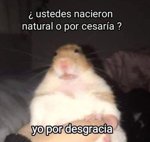 Pettly - animales bonitos tweet media