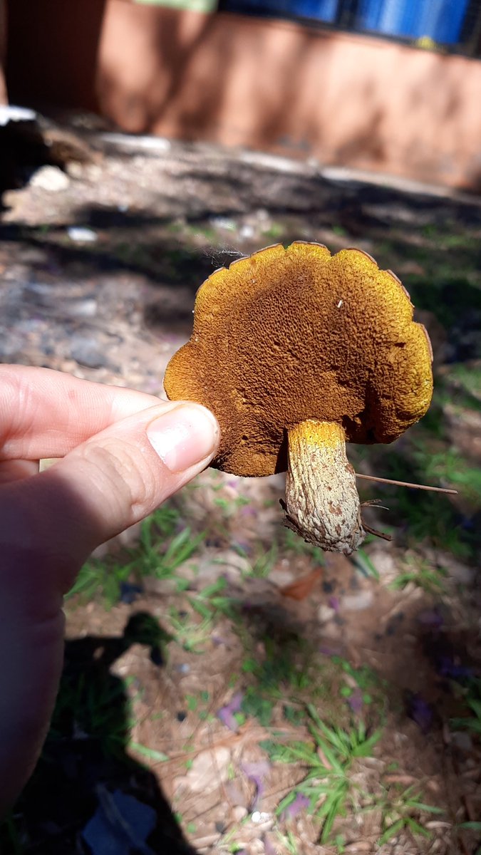 ayudinengel's tweet photo. @Fungi_Cosas holaa, suelo ver estos en las raices de un pino de mi barrio. creeria que es Suillus granulatus, pero no confio mucho en mi capacidad de identificacion D: https://t.co/i3zVpgAuDE