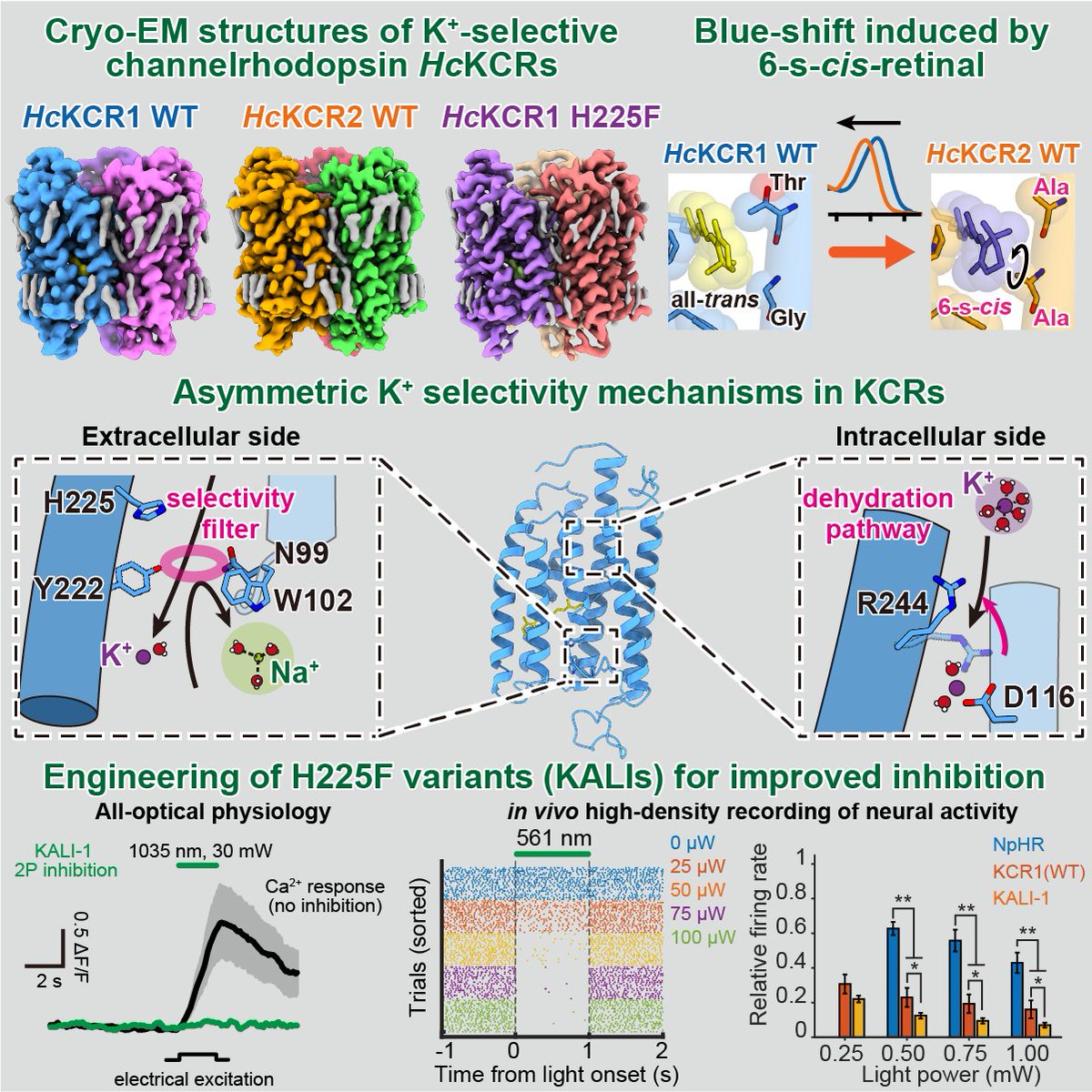 1. Excited to share our work-the formal version of last year's first preprint of K+ selective ChR (KCR) structures shorturl.at/achP8 'Structural Basis for Ion Selectivity in Potassium-Selective Channelrhodopsins' published in <a href="/CellCellPress/">Cell</a>! 
shorturl.at/dfvT6 (1/9)