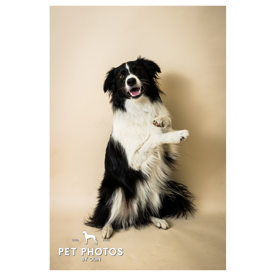 Quite possibly the coolest pup on the block 🤙

#bordercollie #dogsofig #sactowndogs #petportrait #sacramentophotographer