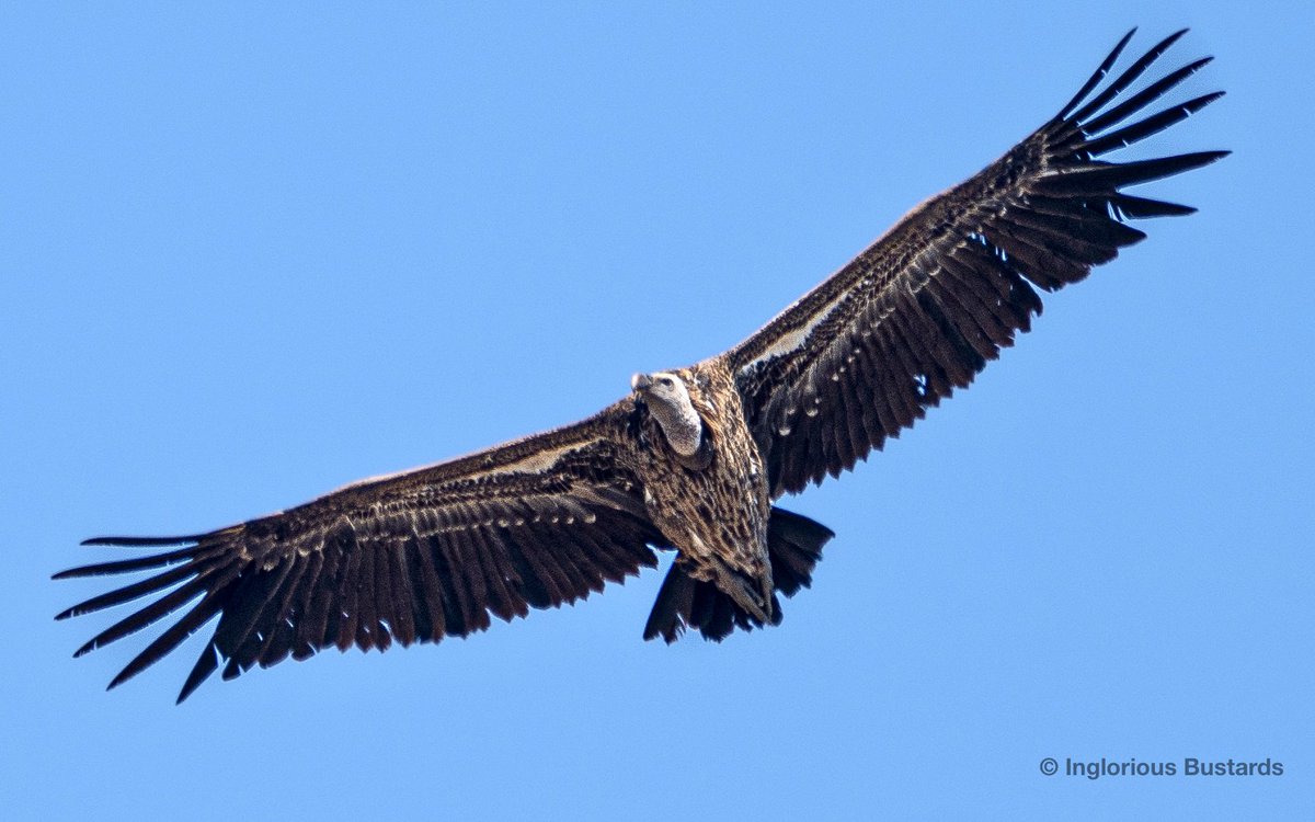 Otis_inglorius's tweet image. Whilst the #migratory flow continued over our assembled heads, a dead cow fed over 80 Eurasian Griffon Vultures near our watchpoint and this #vagrant Rüppell’s Vulture drifted in to our view for guests from @YCNature 

Offshore 4 Fin Whales cruised to the west !

#FlywayBirding