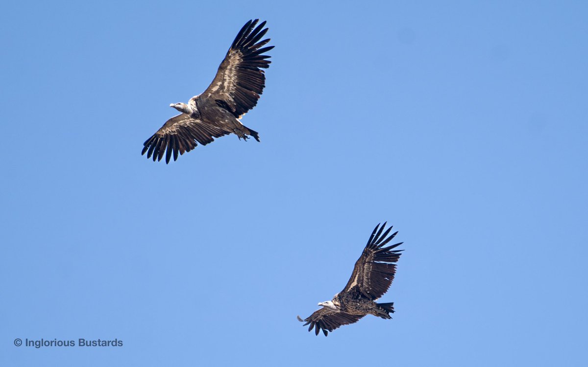 Otis_inglorius's tweet image. Whilst the #migratory flow continued over our assembled heads, a dead cow fed over 80 Eurasian Griffon Vultures near our watchpoint and this #vagrant Rüppell’s Vulture drifted in to our view for guests from @YCNature 

Offshore 4 Fin Whales cruised to the west !

#FlywayBirding