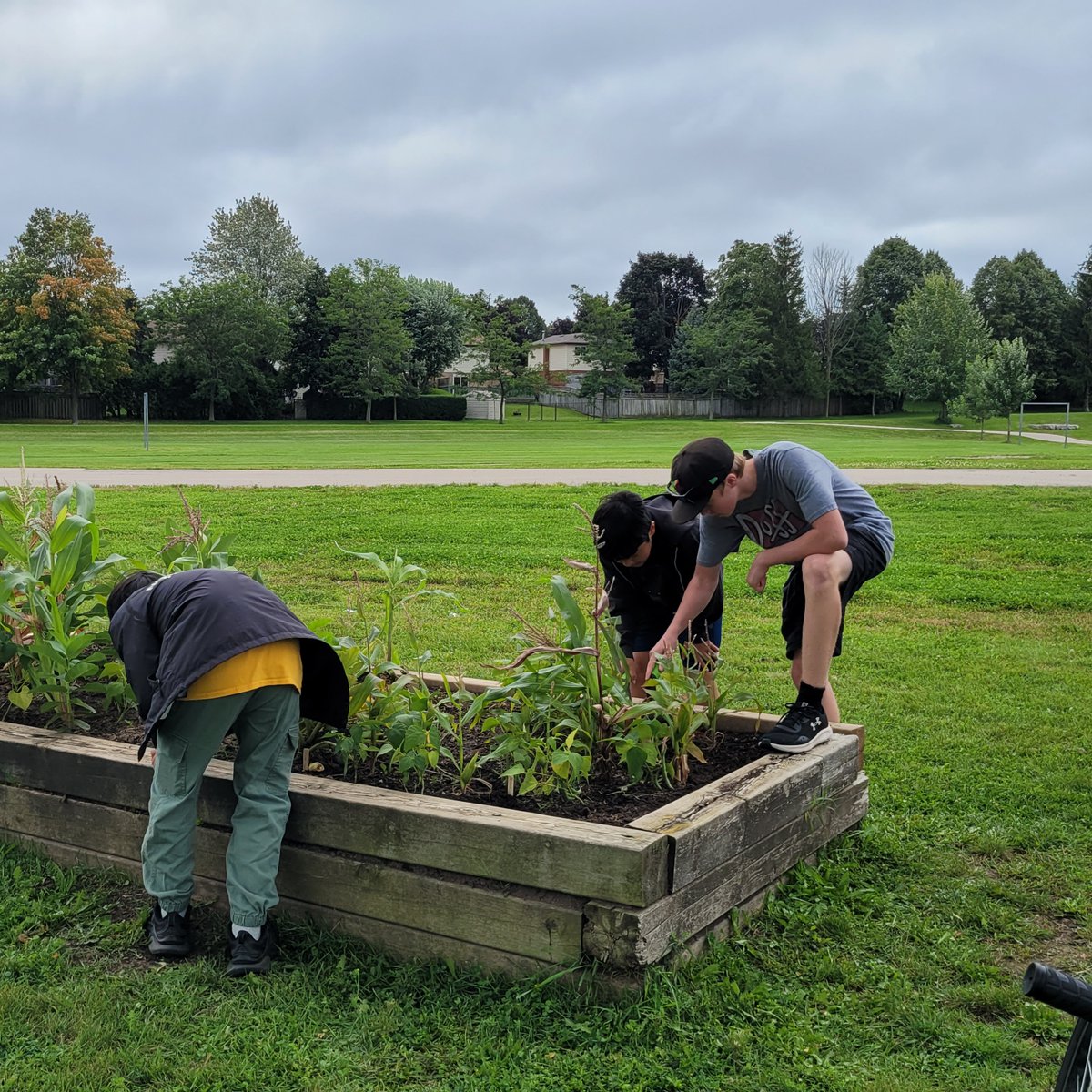 Under the guidance of teacher Katherine Brown and in partnership with SWR Innovation Lab and Seeds of Diversity, Glencairn is home to a community and youth led garden. Look for a WRDSB story recognizing and celebrating this work soon <a href="/wrdsb/">Waterloo Region DSB</a>