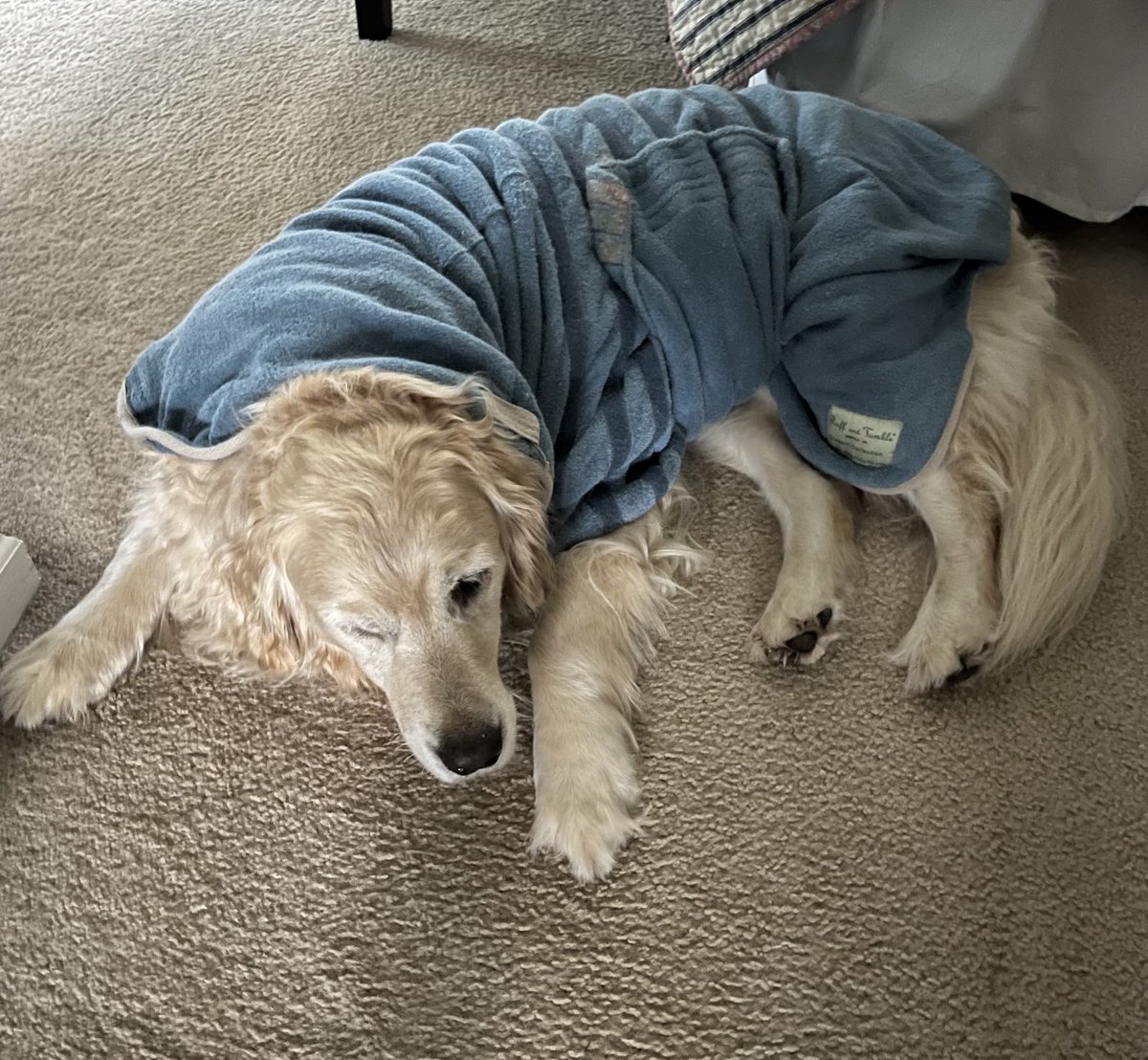 peggyfrezon's tweet photo. Just snoozing on a rainy morning. #goldenretriever #BrooksHaven, #GRC #DogCelebration #SeniorDog #RuffnTumble #dryingcoats #RainRainGoAway https://t.co/zdve6sgAhr