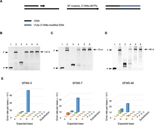 YOLO4CHEM's tweet photo. Synthesis, Reverse Transcription, Replication, and Inter-Transcription of 2′-Modified Nucleic Acids with Evolved Thermophilic Polymerases: Efforts toward Multidimensional Expansion of the Central Dogma  https://t.co/H6RVExyljh https://t.co/w9pn4N6Ce5