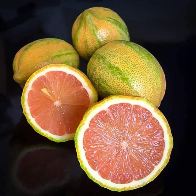 UkulimaModern's tweet photo. Variagated lemons.

A rare kind.

We've never compromised on quality.

+Assorted fruit seedlings
+Facilitated delivery
+Free Planting guides

RT for our farmers.

You deserve the best. https://t.co/bXehr397WG