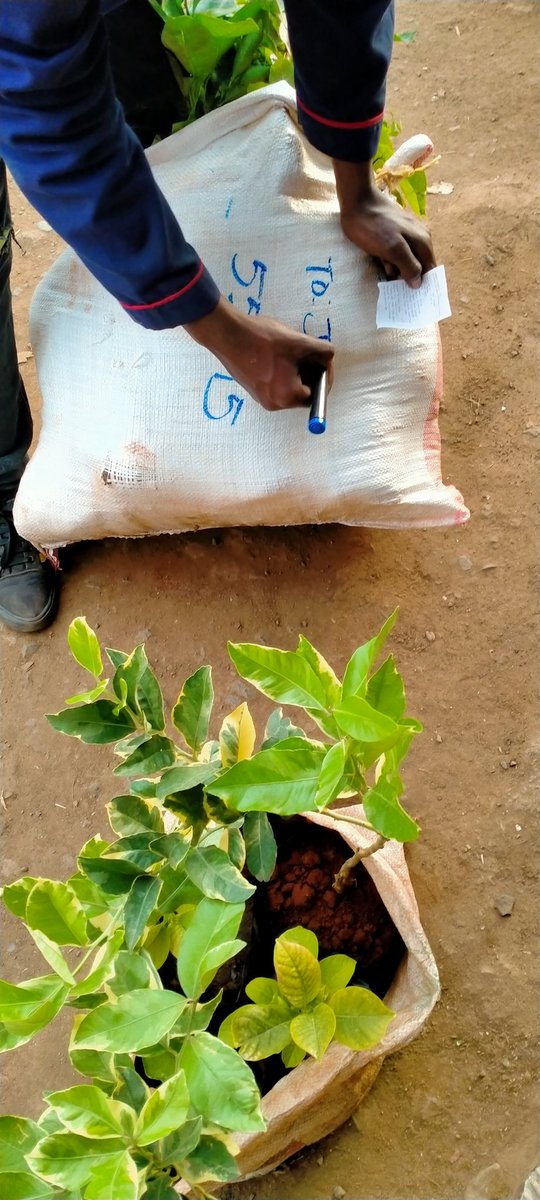UkulimaModern's tweet photo. Variagated lemons.

A rare kind.

We've never compromised on quality.

+Assorted fruit seedlings
+Facilitated delivery
+Free Planting guides

RT for our farmers.

You deserve the best. https://t.co/bXehr397WG