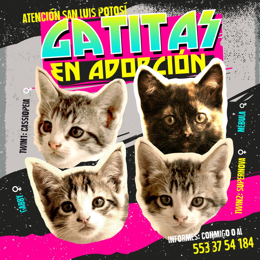 _zappayo's tweet photo. Adopta a una Gatita #SanLuisPotosí #AdoptaNoCompres https://t.co/qIvsEnURta