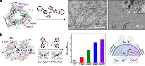 YOLO4CHEM's tweet photo. A Specific Guide for Metalloenzyme Designers: Introduction and Evolution of Metal-Coordination Spheres Embedded in Protein Environments https://t.co/MgKFiPbKwc https://t.co/93IuNBf3wN